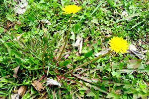 福岡城名物カンサイタンポポ　北部九州では珍しい在来黄花タンポポの群生地