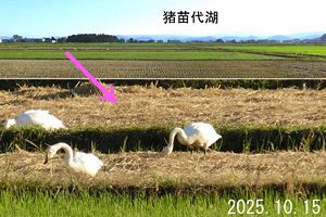 猪苗代に冬の使者「白鳥」が来ました