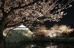 春の恒例行事、「福岡城さくらまつり」が開催中