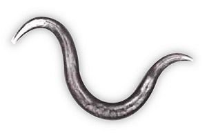 九大発ベンチャーの線虫がん検査は初期すい臓がん発見に有用　阪大など研究グループ