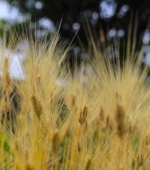 自主回収から４年、『茶のしずく』問題を振り返る（６）