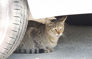 猫がエンジンルームに～JAFへの救援要請1カ月で25件（1月1日～31日）