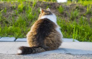 佐賀県が猫の適正飼養ガイドラインを作成