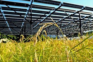 【クローズアップ】ベトナムにソーラーシェアリングを導入 農業の持続可能性と再エネ供給の両立を