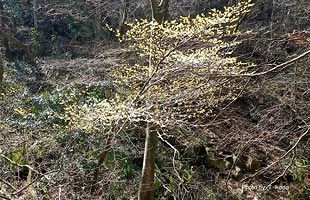 「脊振の自然に魅せられて」　『マンサクの花』マンサク科　落葉小高木