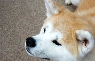 劇団わらび座、「秋田犬」をテーマにした脚本を公募