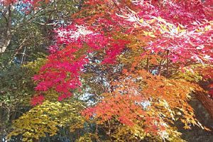 師走たけなわ　優雅な生活ぶりのご紹介　山口県美祢市にて