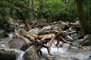 『脊振の自然に魅せられて』「可憐に咲く希少植物　オニコナスビ」（前）