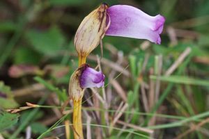 『脊振の自然に魅せられて』秋の花・ナンバンギセル（ハマウツボ科）