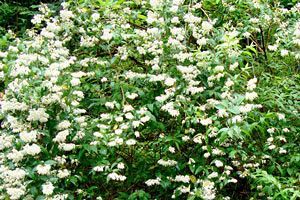 卯の花の咲く頃