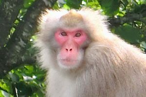 クマ（野生動物）問題──山から里、そして都会─