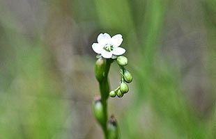 『脊振の自然に魅せられて』モウセンゴケ（モウセンゴケ科）