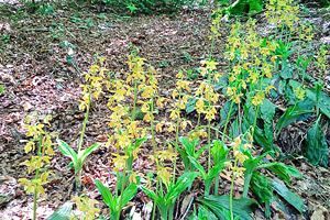 『脊振の自然に魅せられて』「花をめぐる山歩きで素敵な親子に遭遇」（後）