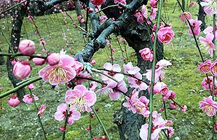 20年ぶりの京都で梅の花を堪能