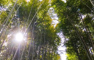 竹林の道と人力車のえびす屋