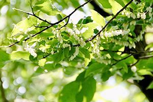 『脊振の自然に魅せられて』「10年ぶり、ネジキの花と感動の対面」（捩木ツツジ科ネジキ属）