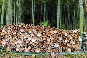 放置竹林の拡大を防ぐ 北九州市森林組合