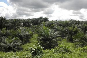 バイオマス発電燃料のパーム油、インドネシア政府がアブラヤシ農園の新規許可を延期