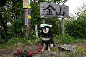 『脊振の自然に魅せられて』金山登山祭を開催して（後）