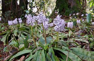 『脊振の自然に魅せられて』「ショウジョウバカマに会いに行こう」