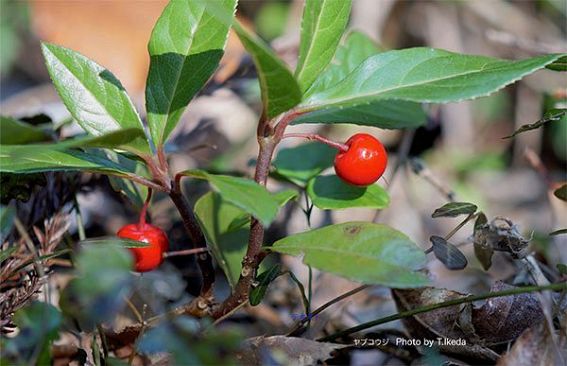 『脊振の自然に魅せられて』「赤い実をつける冬の植物たちとの出会い」