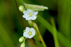 『脊振の自然に魅せられて』モウセンゴケとハッチョウトンボ（後）