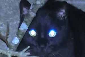 国分太一氏の会見を見て～何が真実なのか──（後）