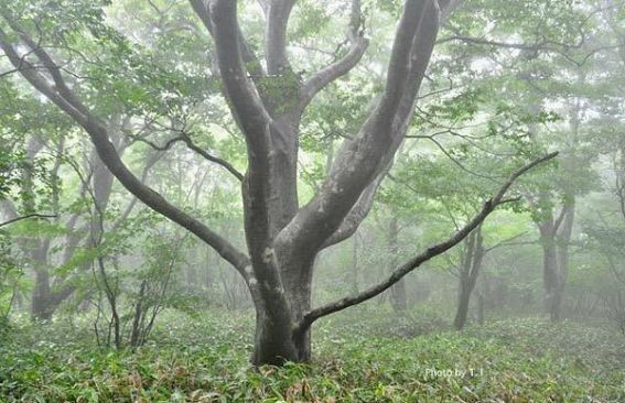 『脊振の自然に魅せられて』「雨上がりの山歩き　ブナ林の幻想的な光景を求めて」