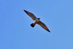 野鳥の鳥インフルエンザ疑い事例が佐賀市で発生　大川市の一部も監視区域に