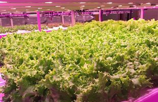セブン-イレブン、安川電機の自動化技術を用いた野菜工場を新設