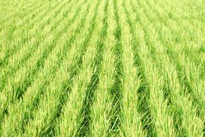 サンケイ化学、2025年11月期の決算発表　増収増益