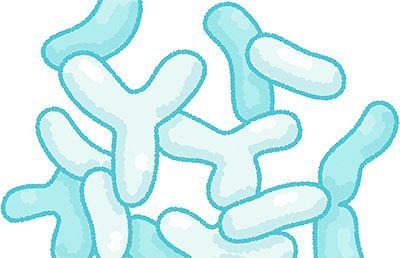 プロバイオとプレバイオの融合　腸内細菌研究で新機能発見に期待（前）