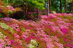 【4/23】JR九州ウォーキング～基山町で一目一万本を鑑賞