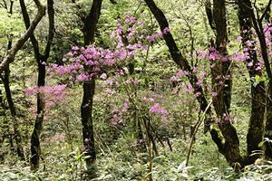 【脊振の自然に魅せられて】山は花のトンネル