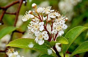 『脊振の自然に魅せられて』「カマツカの花と感動の対面」