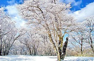 『脊振の自然に魅せられて』～すばらしい樹氷のプレゼント