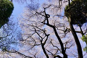 『脊振の自然に魅せられて』「巨木のヤマザクラの下で」