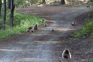 近年、磐梯山周辺で急増している野生動物