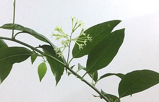 「夜香花」の香りと、70年前の出来事