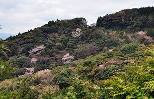 「脊振の自然に魅せられて」　『ヤマザクラ』山桜　バラ科サクラ属の落葉高木