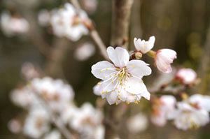 明日12日に福岡で桜開花へ　全国的に早く開花