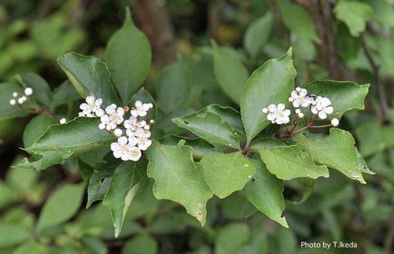 『脊振の自然に魅せられて』「カマツカの花」バラ科の落葉低木