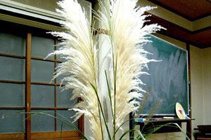 言葉の変化についていけない