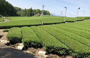 【巨大地震に備える（6）】地形による運不運