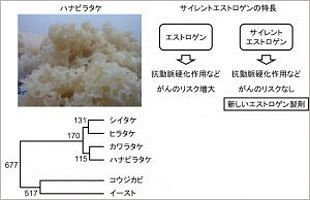 九産大、世界初のハナビラタケの全遺伝子を解析～動脈硬化の医薬品開発に活路