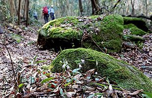 『脊振の自然に魅せられて』ホソバナコバイモ（細花小貝母　ユリ科）鑑賞