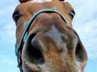 競馬の日（日本中央競馬会発足記念日）