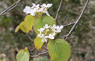 『脊振の自然に魅せられて』「ムシカリの咲く山の春」