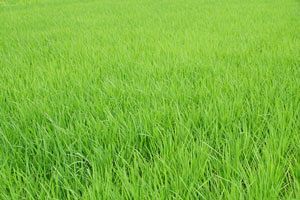 福岡県、今年の主食用米の収穫量が令和元年以降で最多を見込む