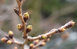 ふくらむ蕾――福岡市の桜、3月23日開花予定